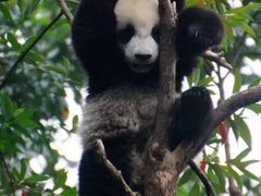 -中国大熊猫保护研究中心雅安碧峰峡基地
