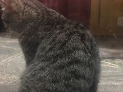 -猫咪博物馆(顶澳仔猫街店)