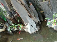 -笨鸡小跑·临沂炒鸡·佛跳墙(罗庄店)