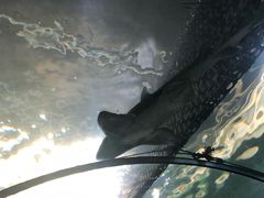 -悉尼海洋生物水族馆