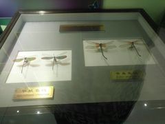 -上海昆虫博物馆