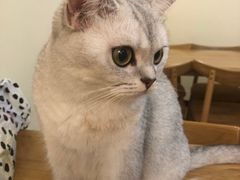 -滚猫咖啡·猫咖·猫友好撸猫(未来城店)