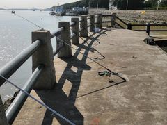 -大湾区中央湿地公园