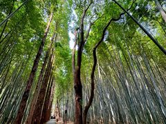 -同里国家湿地公园