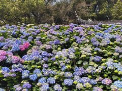 -苏州上方山国家森林公园