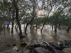 -宝安西湾红树林湿地公园