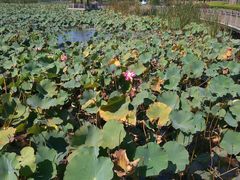 -羊亭河湿地公园