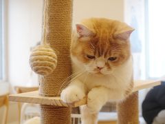 -Let's go狗咖·猫咖·奶狗·桌游(春熙路IFS店)