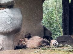 -中国大熊猫保护研究中心雅安碧峰峡基地