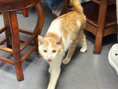 -郝刚刚羊杂割(柳巷店)