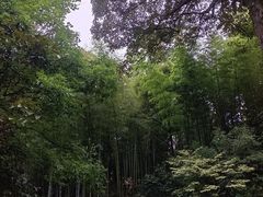 -大围山国家森林公园