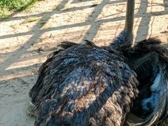 -羊亭河湿地公园