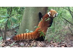 -成都大熊猫繁育研究基地