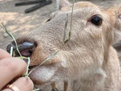 -广州锦绣香江度假别墅
