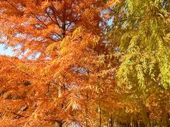 -上海海湾国家森林公园