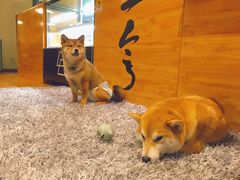 -柴务处·柴犬主题狗咖