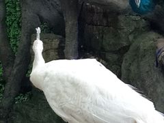 -野象谷景区