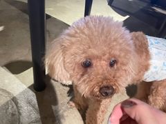 -百好乐宠物友好餐厅(朝外大街店)