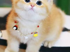 -欣宠猫屋·矮脚拿破仑·蓝金金渐层