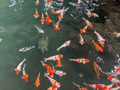 -南宫五洲植物乐园