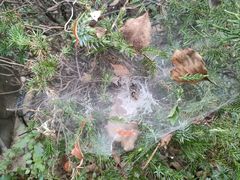 -上海佘山国家森林公园天马山园