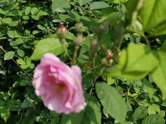 -白鹭湾湿地公园