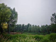 -东郊湿地公园