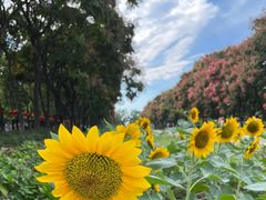 -玄武湖景区-情侣园游乐场