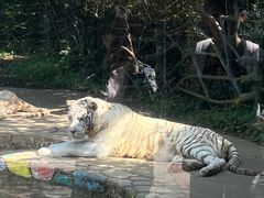 -贵州森林野生动物园