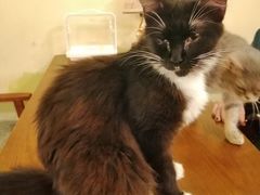 -猫色咖啡·猫咖