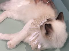 -怪兽屋·羊驼·猫咖·狗咖(俊华广场店)