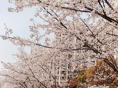-高东镇樱花园