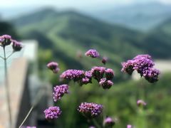 景观位-裸心谷·裸心味餐厅