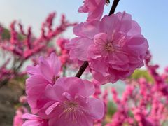-大兴滨河森林公园