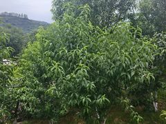 -桃源山庄·水蜜桃采摘·柴火鸡·烧烤团建(龙泉山店)