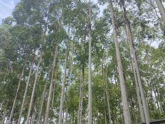 -桉树林A coffee 森林餐厅(三圣乡店)