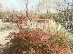 -九科绿洲