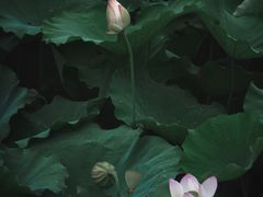 -嘉北郊野公园