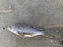 -东郊椰林