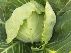 -庞各庄翠芳园西瓜蔬菜基地采摘园