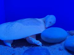 -上海海洋水族馆