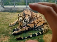 -西霞口神雕山野生动物世界