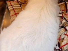 -爱侣宠医·鹦鹉专科·小型哺乳类·异宠专科(灵石路店)