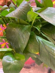 -亮丽妈妈·催乳通乳·产后恢复(万达店)