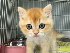 -翊宠yipet猫狗购宠庄园犬舍•猫舍