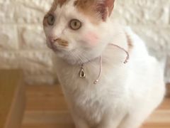 -平行世界·猫咖(首经贸店)