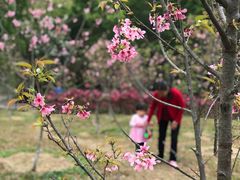 -聚龙山公园