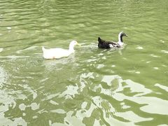 -团结湖公园