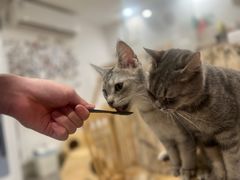 -楼上猫咖(罗湖店)