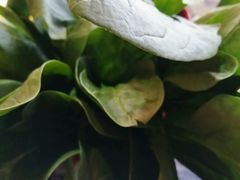-老诚一锅(万年花城店)